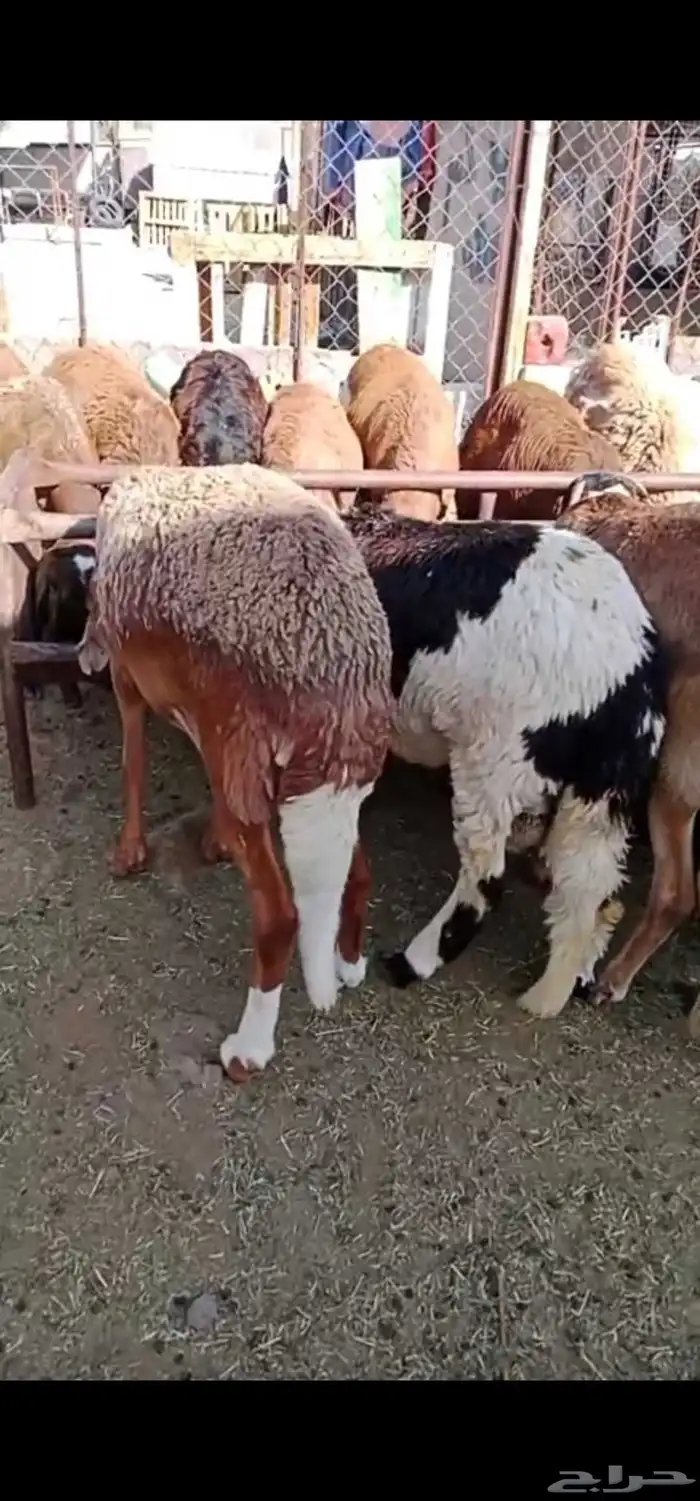 سواكن مرابي حمريات 2