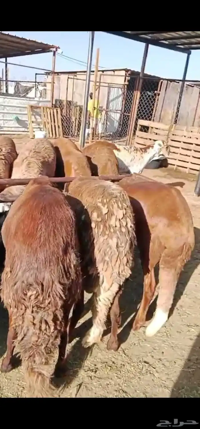 سواكن مرابي حمريات 4