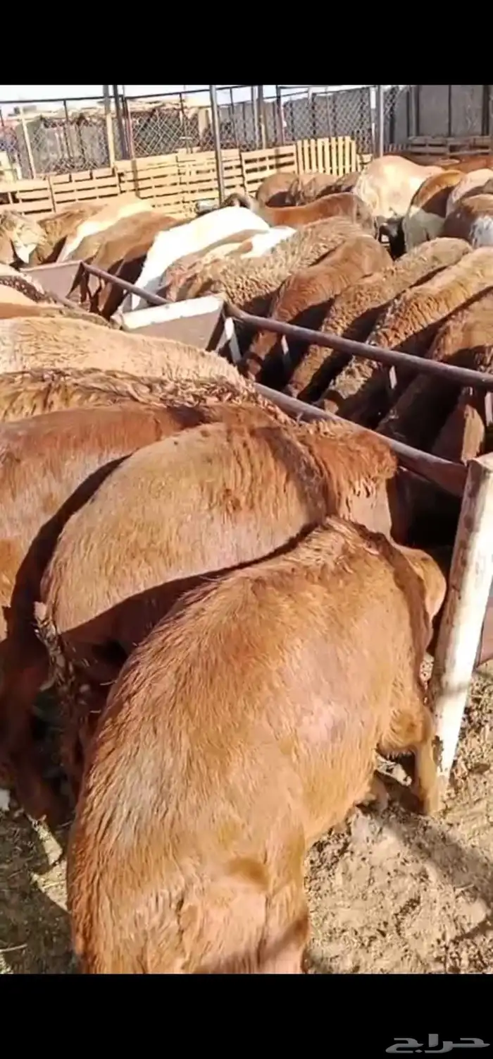 سواكن مرابي جذعان وثنيان 0
