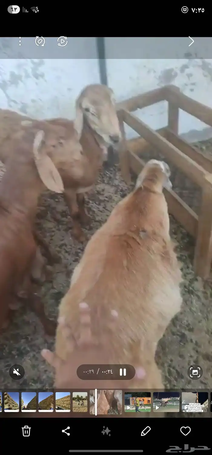 طليان سواكن 3