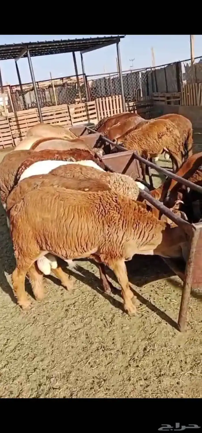 سواكن مرابي حمريات 0
