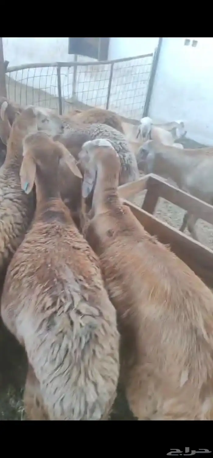 طليان سواكن 0