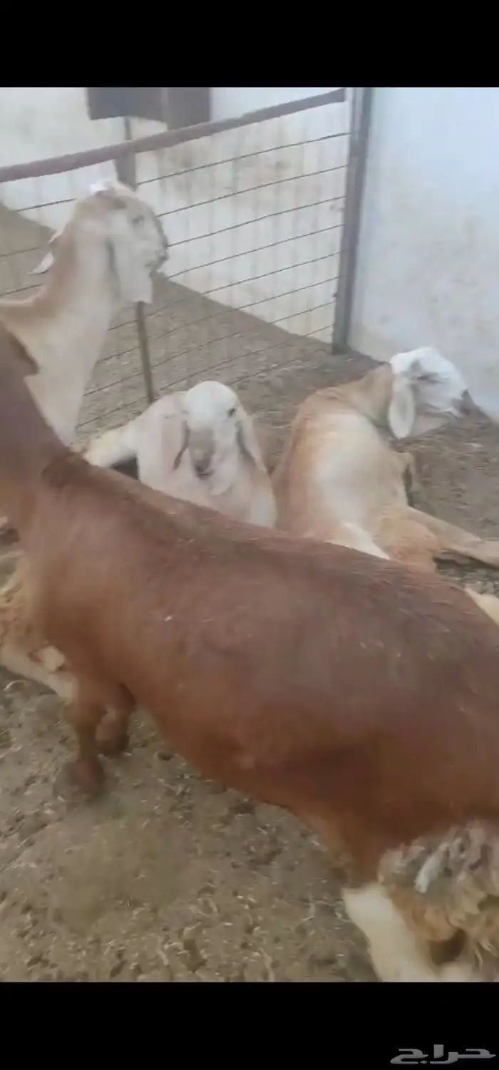 طليان سواكن 1