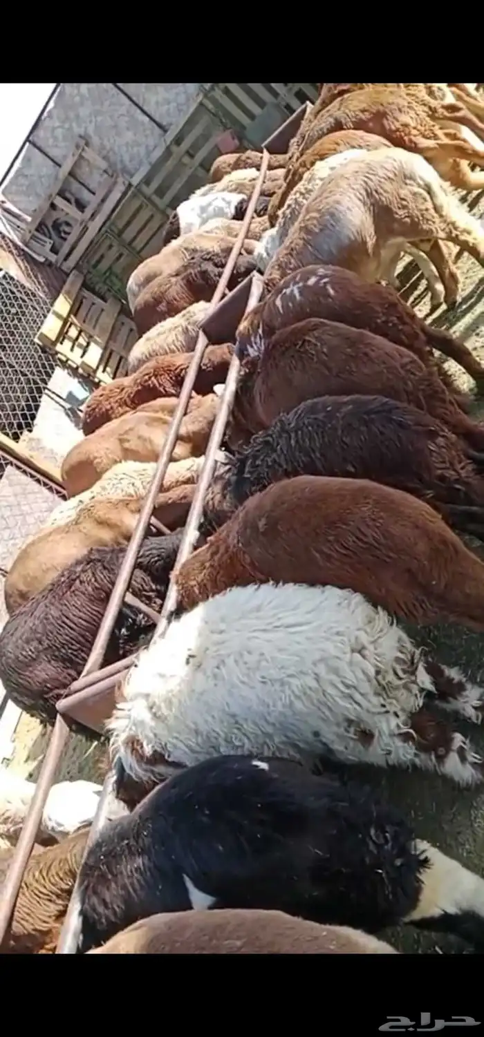 سواكن مرابي 4