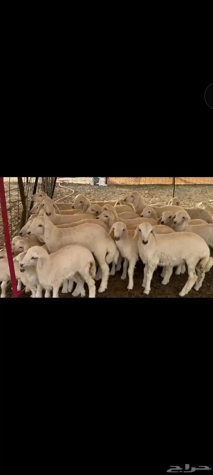 غنم حريه العدد 112 تحتها 55 غنم مراح 2