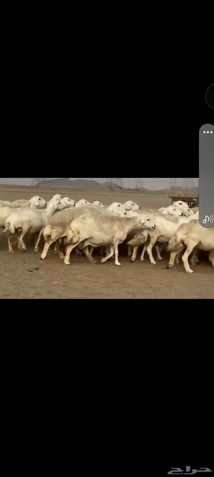 غنم حريه العدد 112 تحتها 55 غنم مراح 4