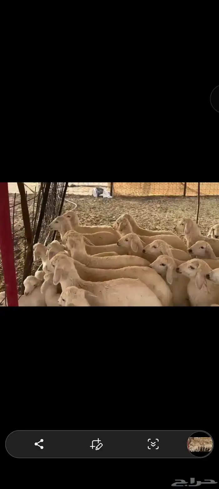 غنم حريه العدد 112 تحتها 55 غنم مراح 0
