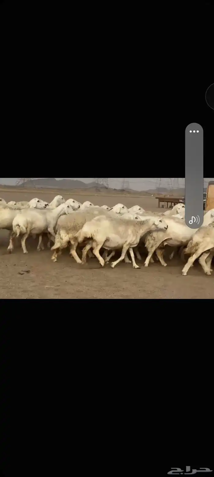 غنم حريه العدد 112 تحتها 55 غنم مراح 5