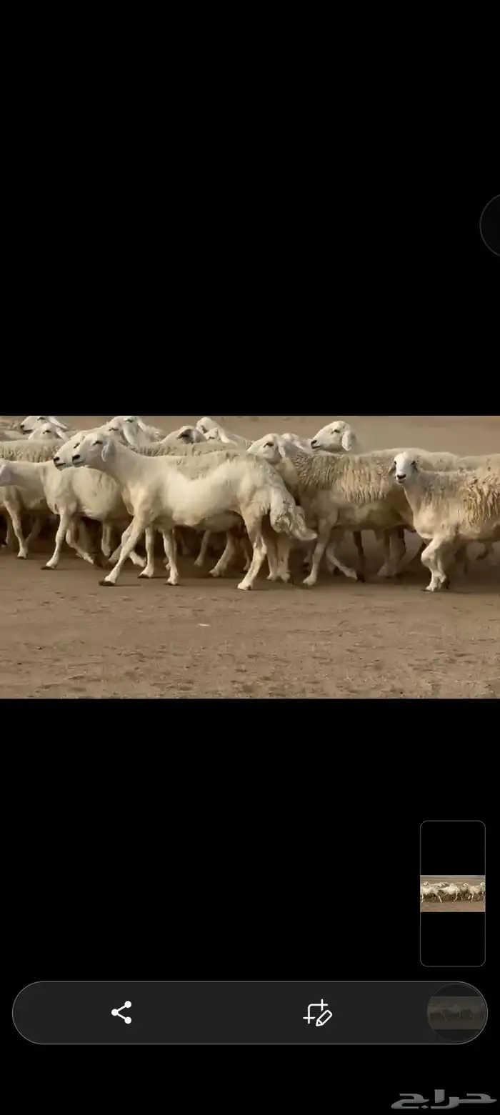 غنم حريه العدد 112 تحتها 55 غنم مراح 8