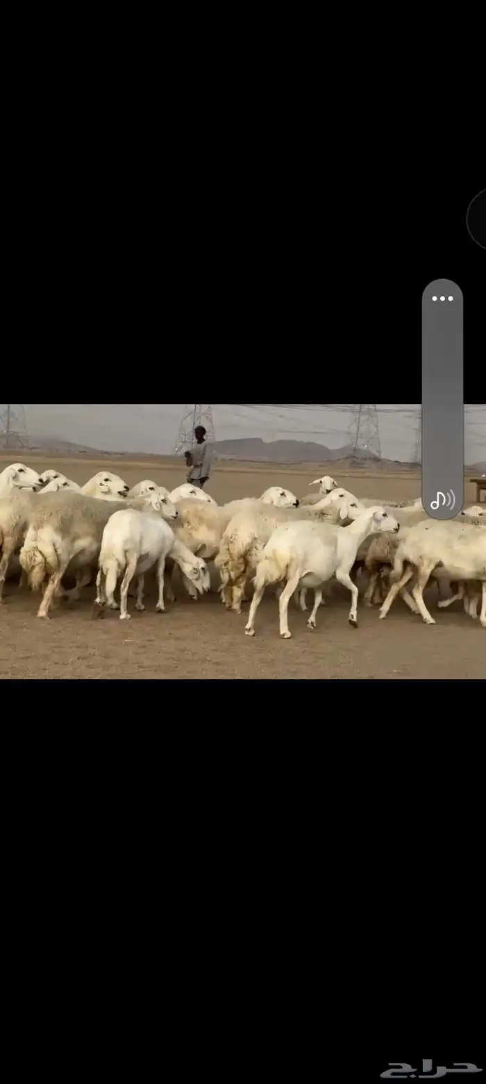 غنم حريه العدد 112 تحتها 55 غنم مراح 7