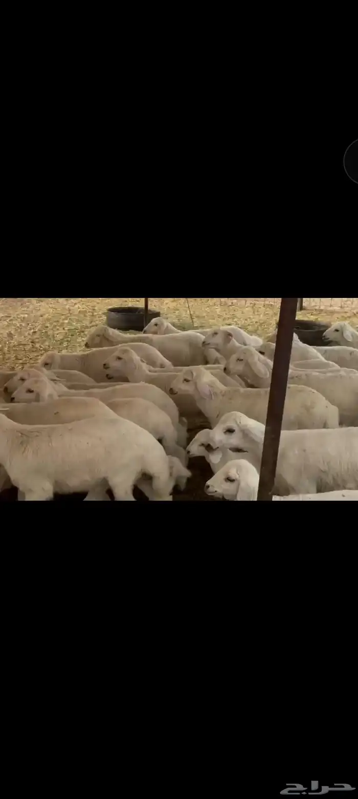 غنم حريه العدد 112 تحتها 55 غنم مراح 3