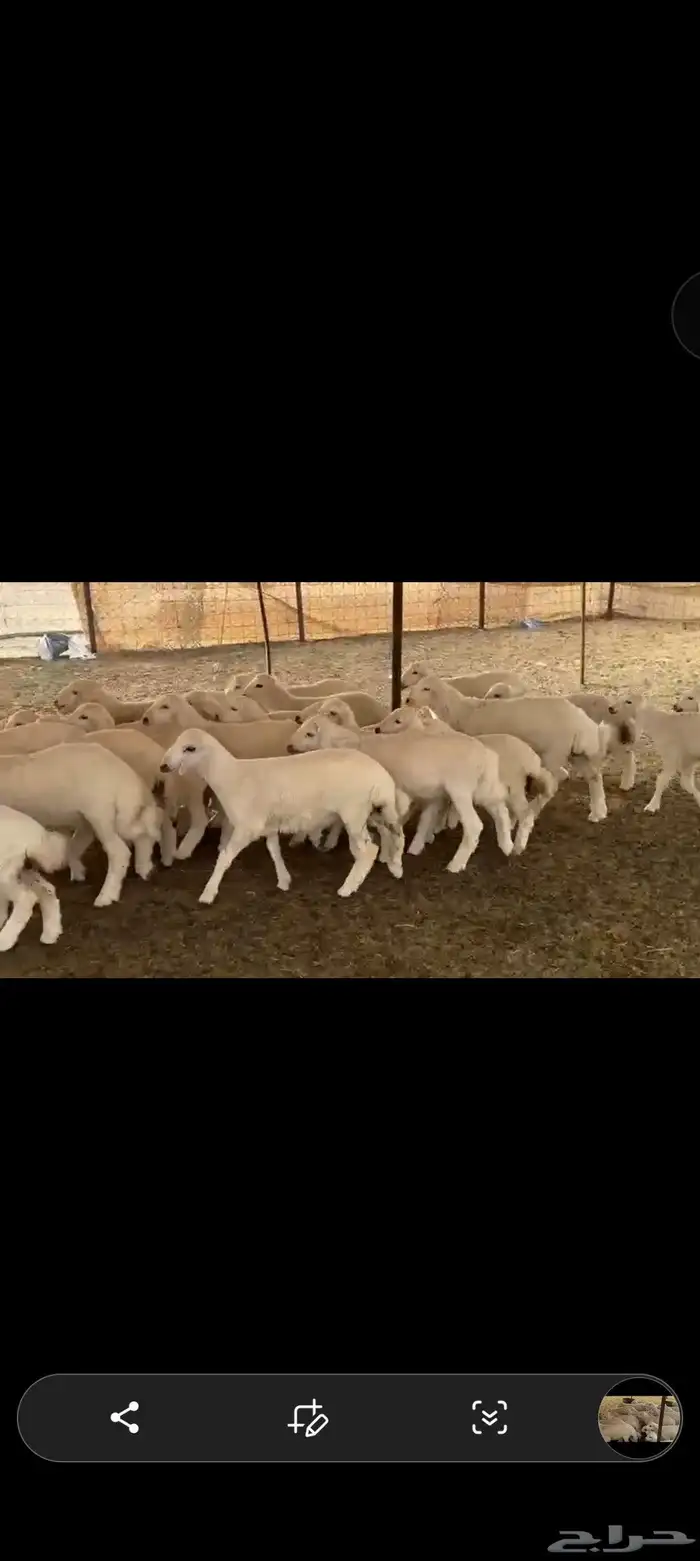 غنم حريه العدد 112 تحتها 55 غنم مراح 1