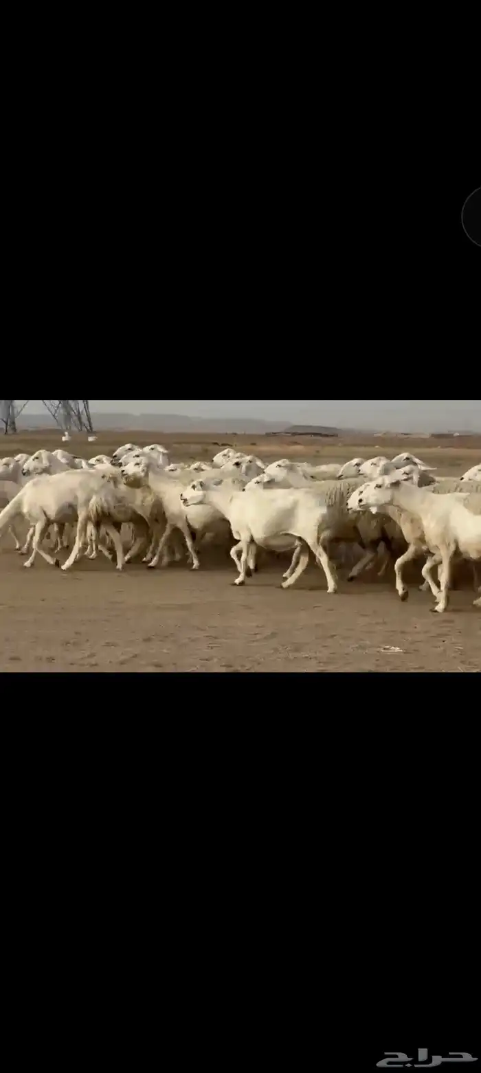 غنم حريه العدد 112 تحتها 55 غنم مراح 6