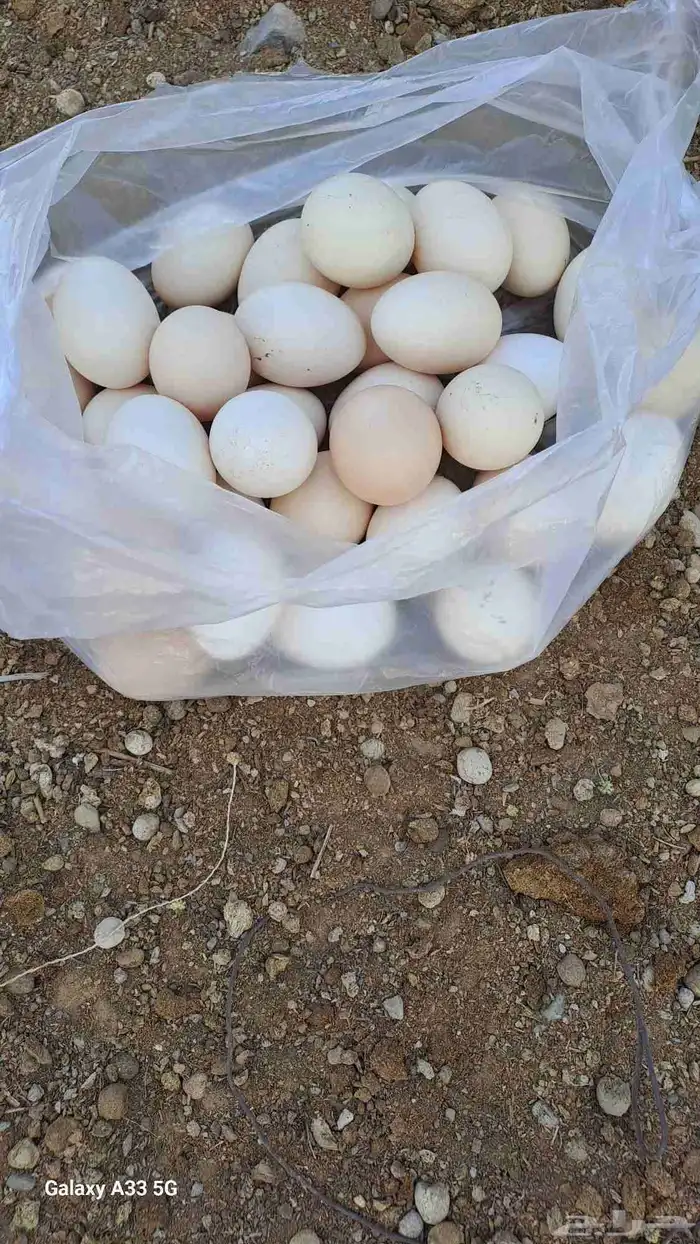 بيض مخصب للاكل الصحي الغني بالعناصر المفيدة.وتفقيس 100 100 0