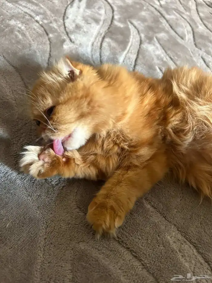 بساس للبيع شيرازي مع سكوتش 0