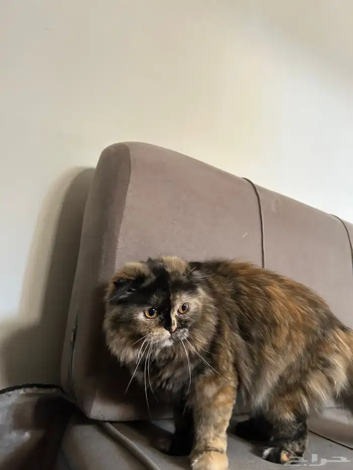 بساس للبيع شيرازي مع سكوتش 3