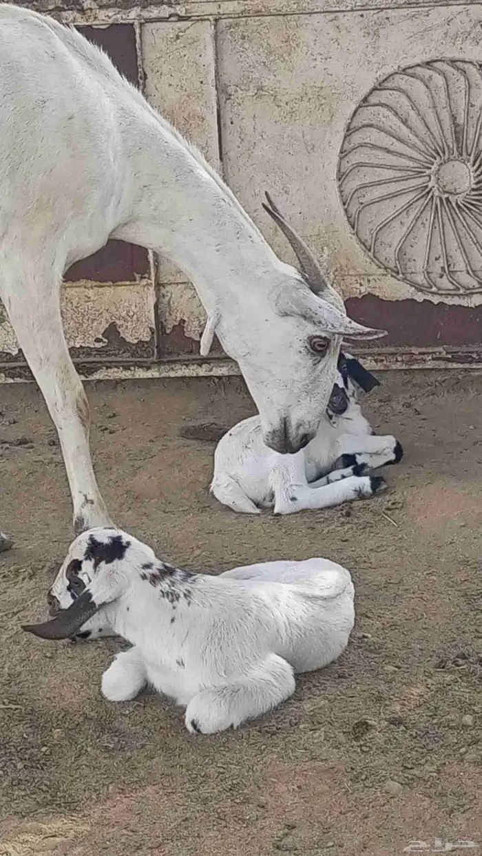 عنز منتوج 8