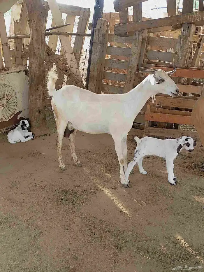 عنز منتوج 0