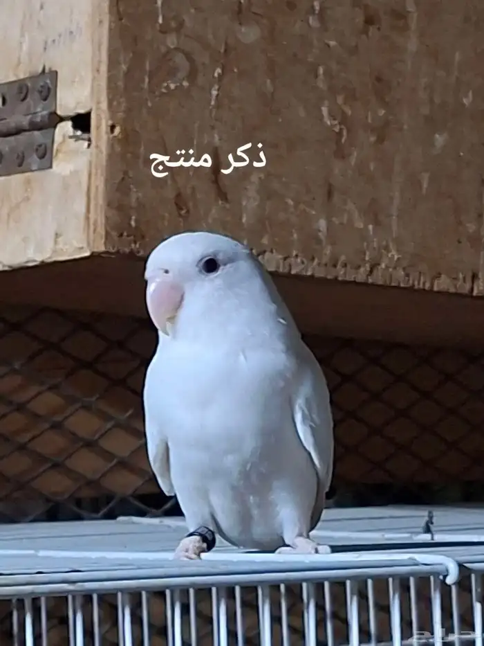 مجموعة روزات 1