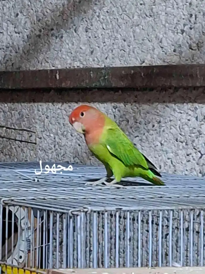 مجموعة روزات 0