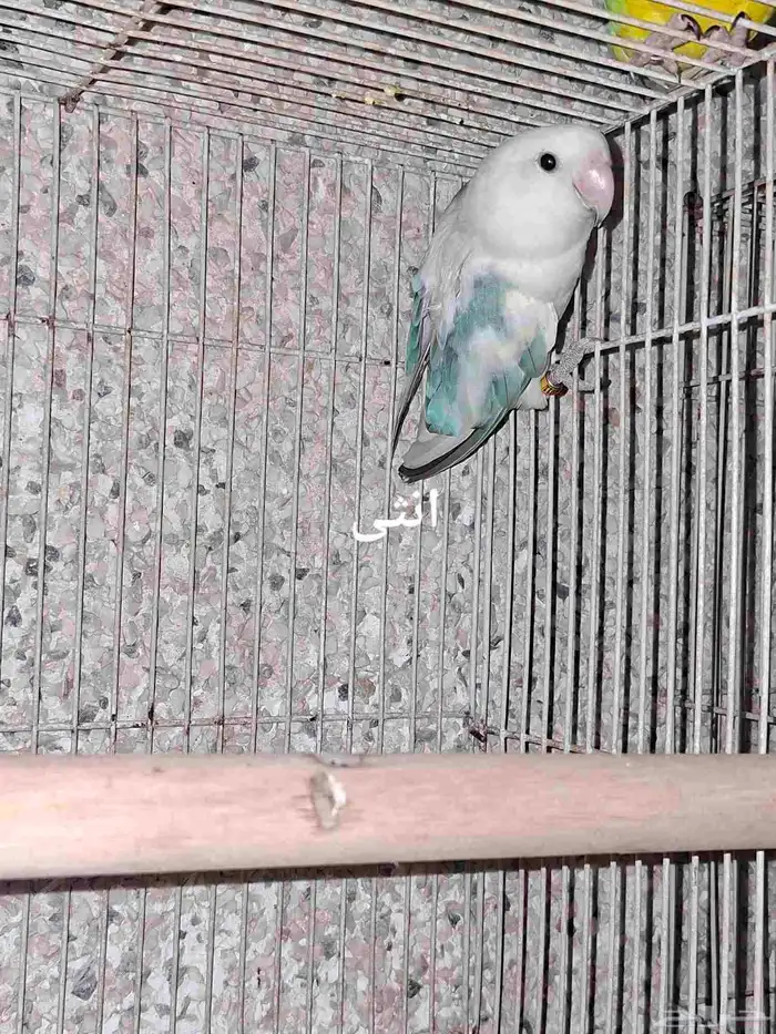 مجموعة روزات 2