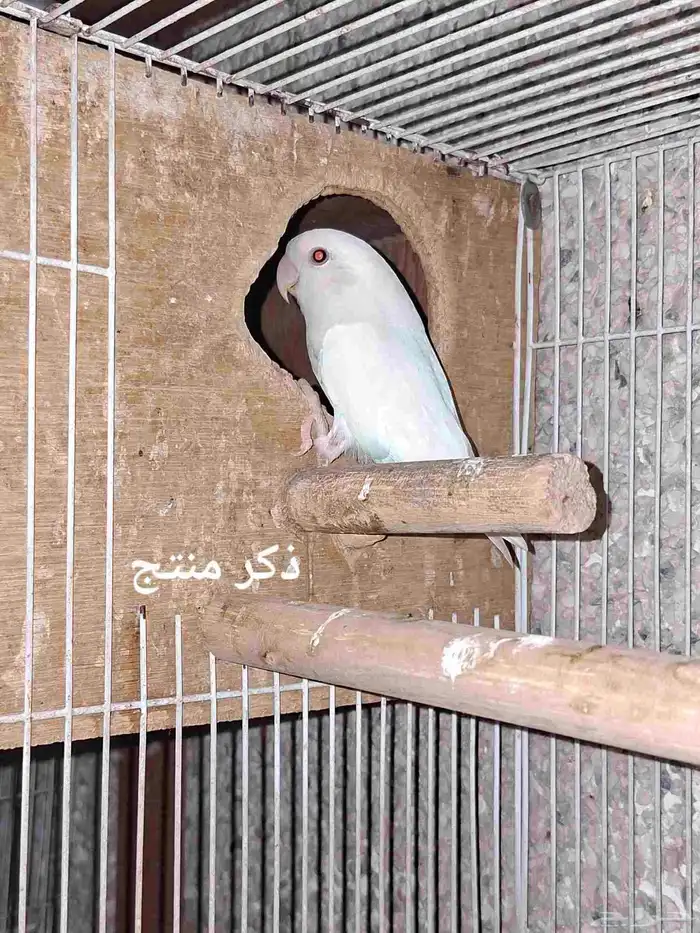 مجموعة روزات 3