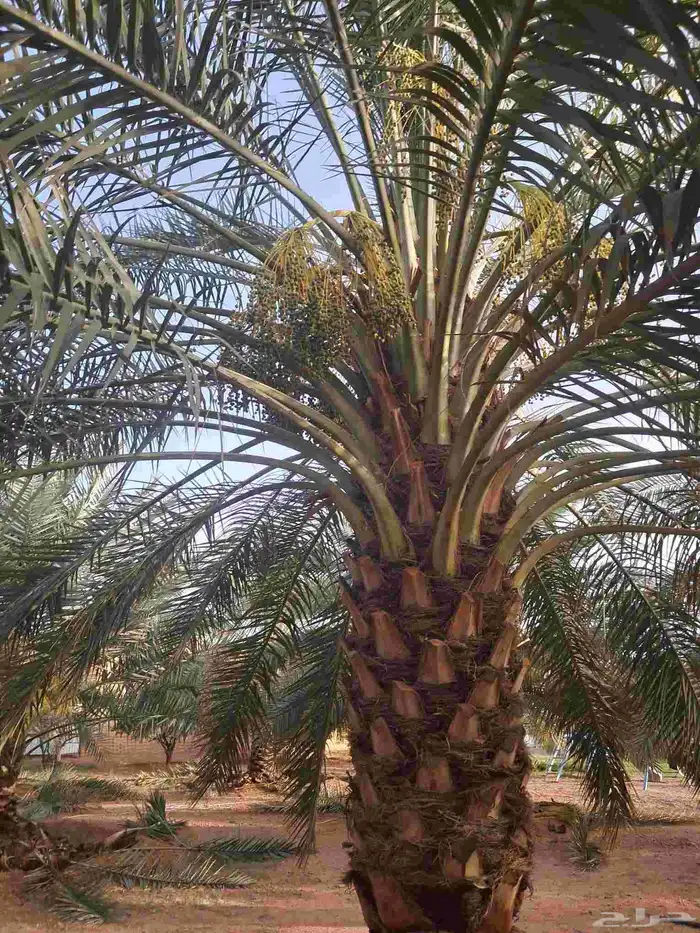 تعديل وتكييس النخيل 1