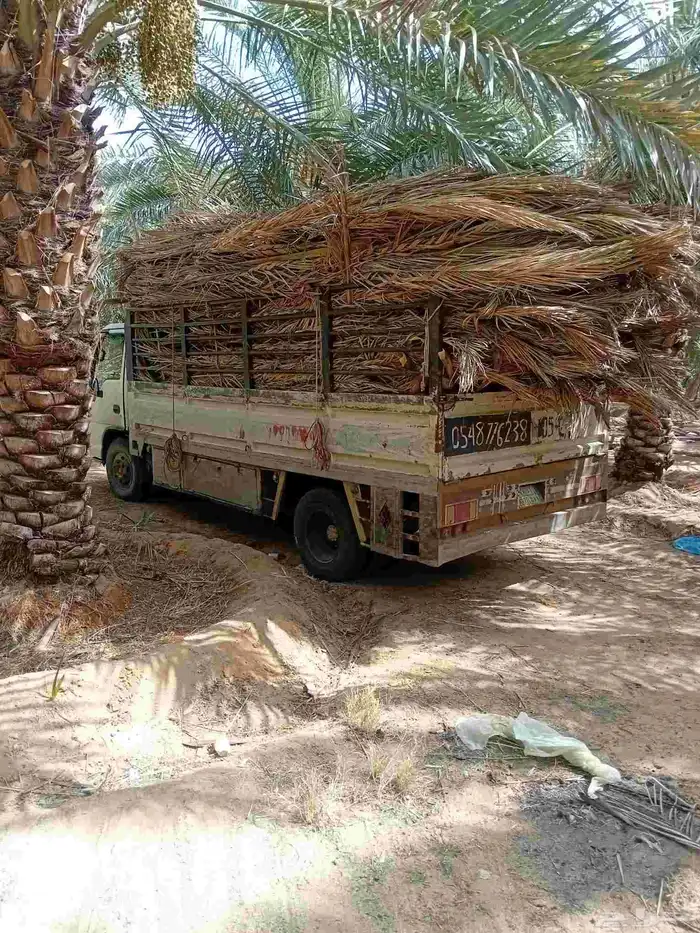 سعف نخل للبيع مع التوصيل 2