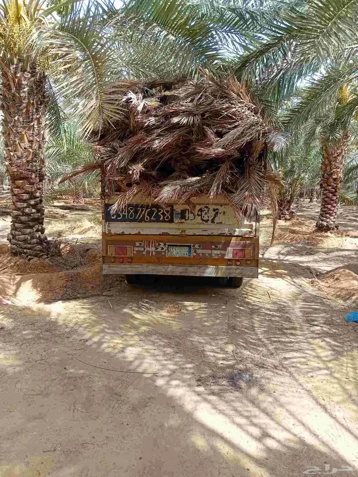 سعف نخل للبيع مع التوصيل 0