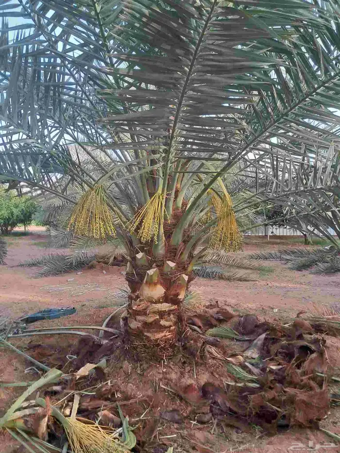 تعديل وتكييس النخيل 2