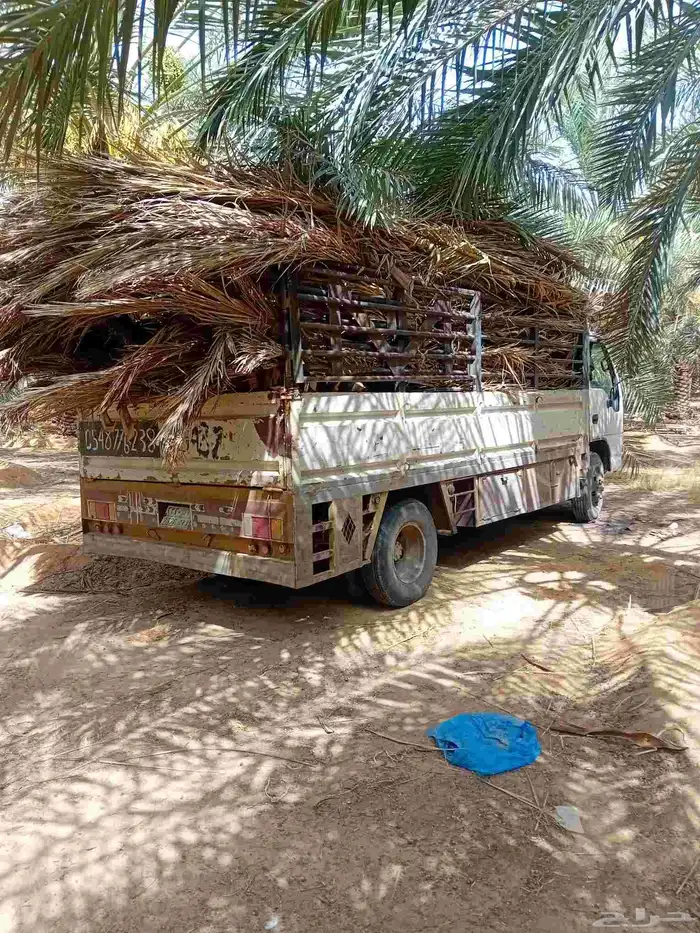 سعف نخل للبيع مع التوصيل 1