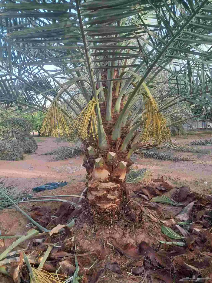 تعديل وتكييس النخيل 3