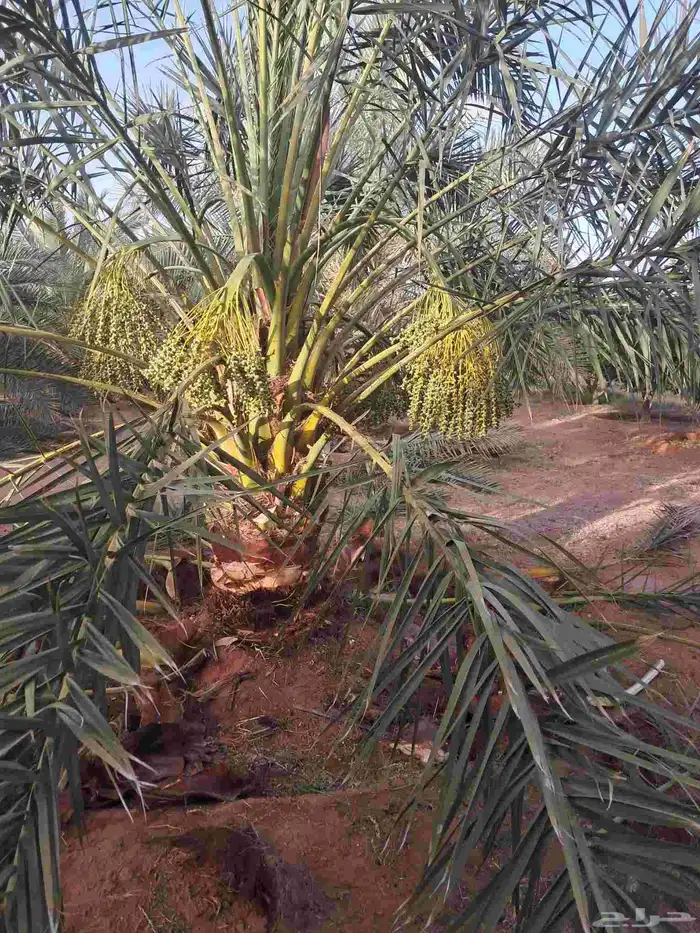 تعديل وتكييس النخيل 5