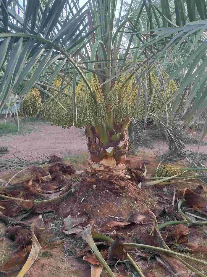 تعديل وتكييس النخيل 4