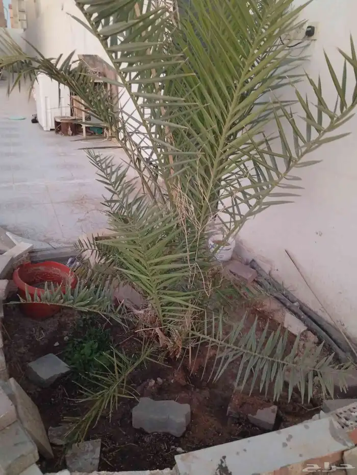 نخل رخيص 2