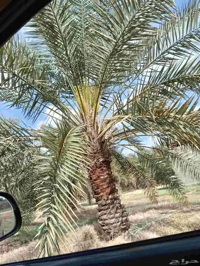 نخل عربي 2