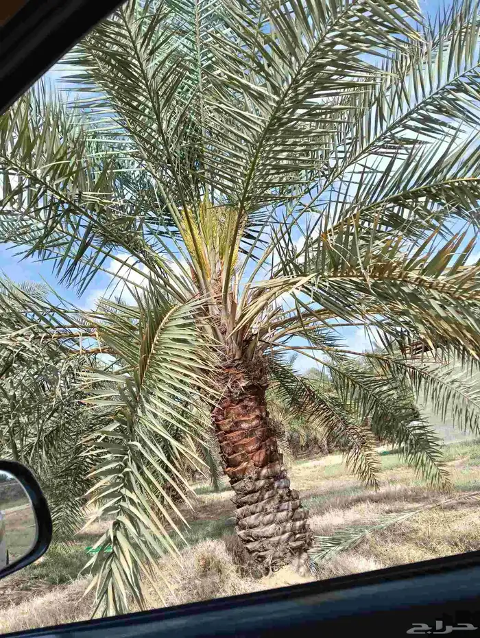 نخل عربي 2
