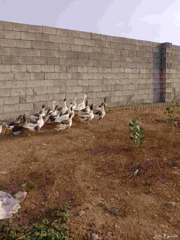 20 وز مع عياله 0