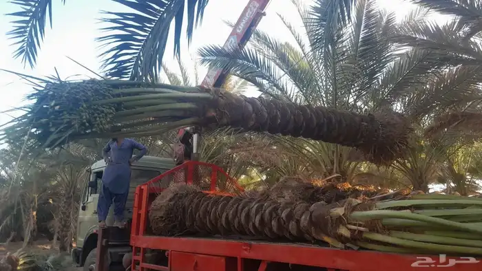 توريد جميع النخل العربي والنخل الزينه لجميع مقاساته 1