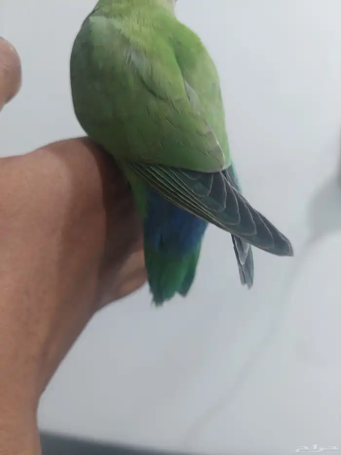 فرخ روز مفطوم 2