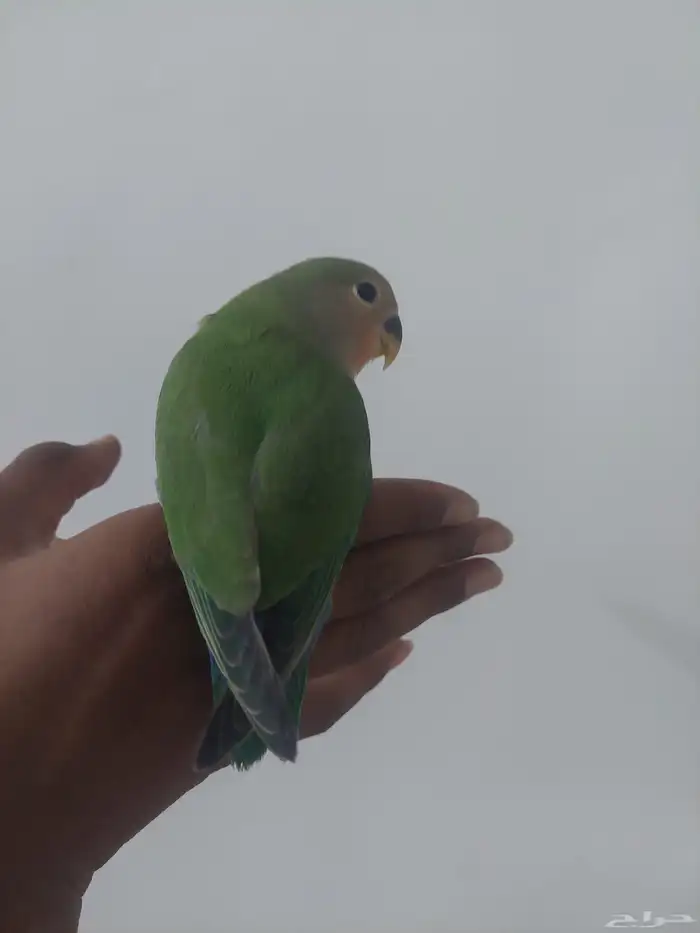 فرخ روز مفطوم 1