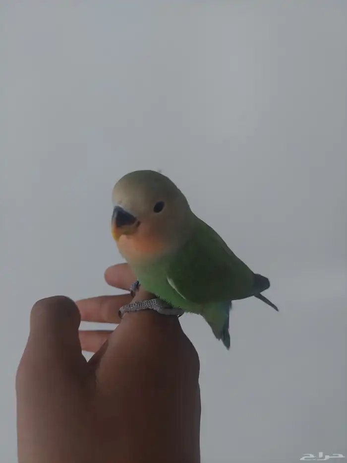 فرخ روز مفطوم 0