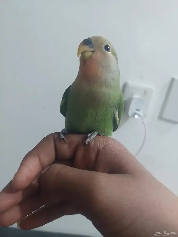 فرخ روز مفطوم 3