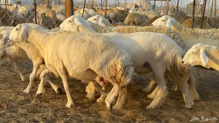 ما شاء الله وتبارك الله أعرض لكم غنم حريات دفيع مفاصيل 2