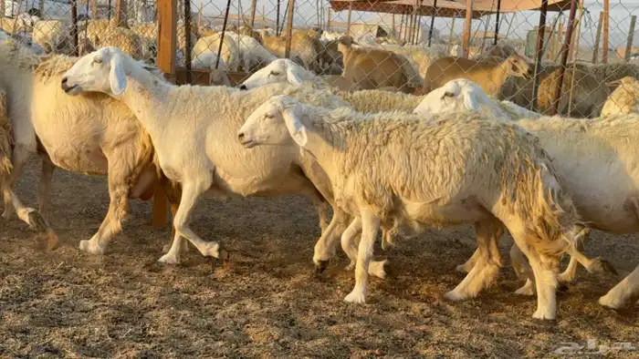 ما شاء الله وتبارك الله أعرض لكم غنم حريات دفيع مفاصيل 1