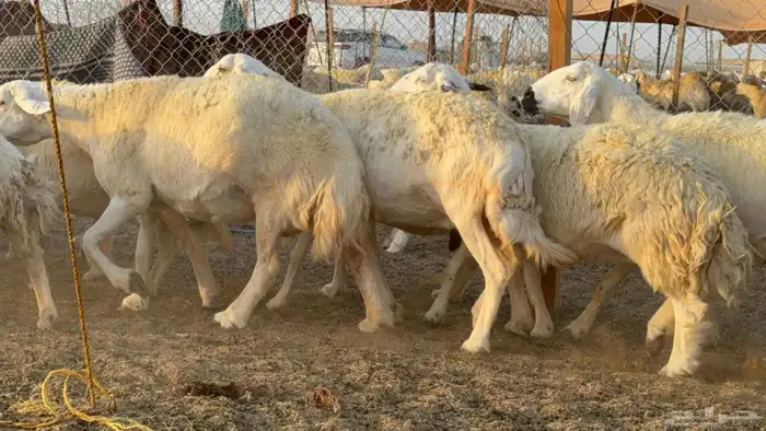 ما شاء الله وتبارك الله أعرض لكم غنم حريات دفيع مفاصيل 3
