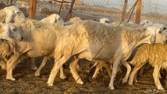 ما شاء الله وتبارك الله أعرض لكم غنم حريات دفيع مفاصيل 8