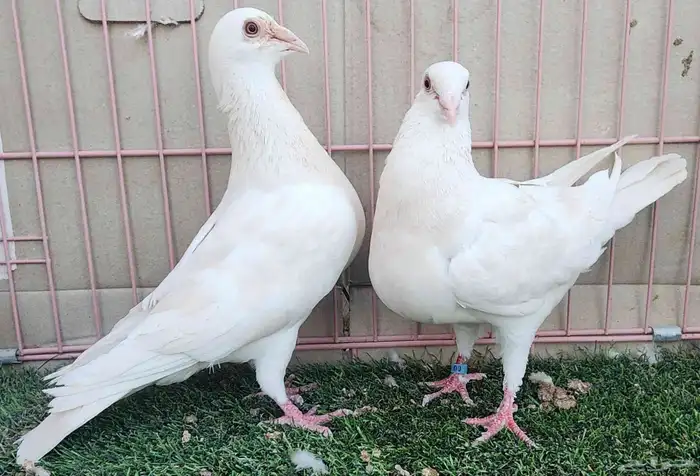 جوز زاجل ليمون 3