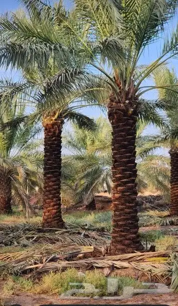 جميع أشغال أنخل واشنطن 2
