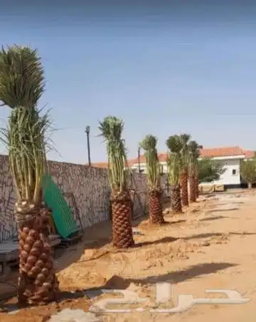 جميع أشغال أنخل واشنطن 0